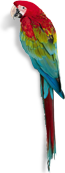 Parrot